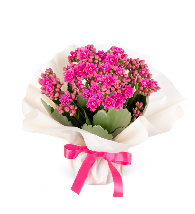 Fuşya Kalanchoe Çiçeği