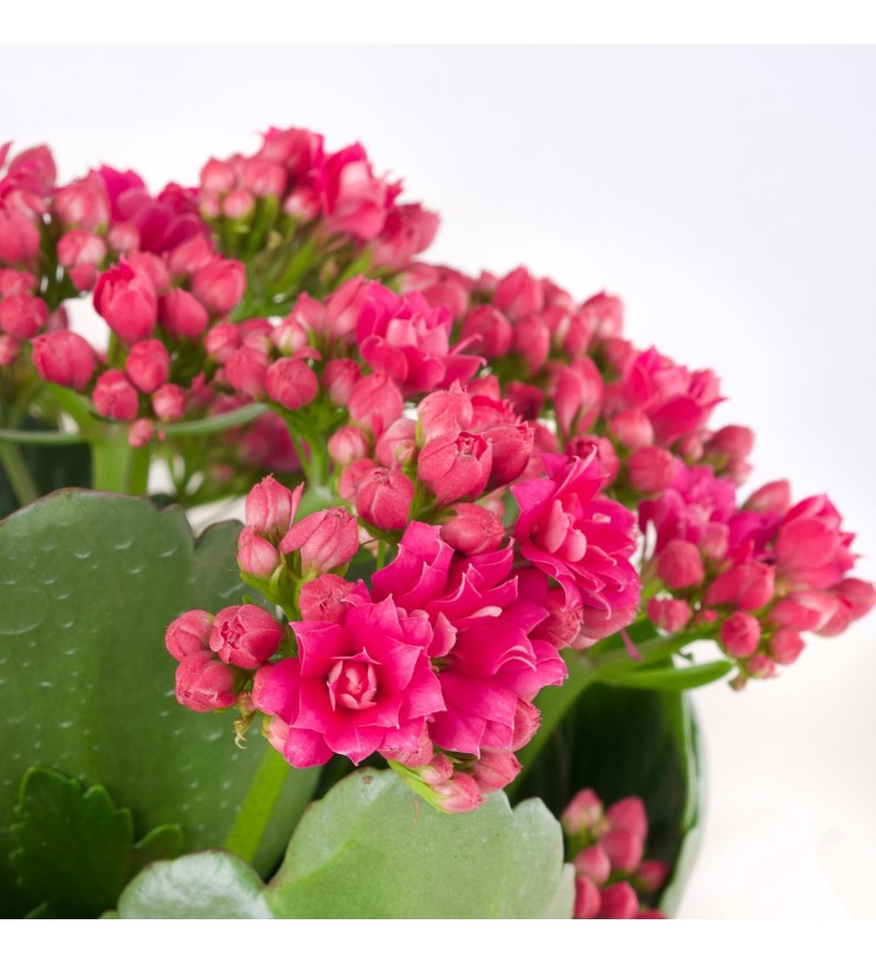 Fuşya Kalanchoe Çiçeği