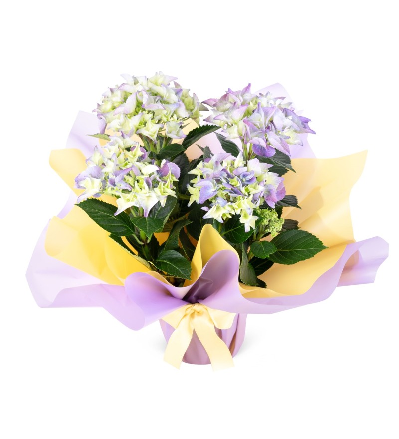 Hydrangea Ortanca Blueberry
