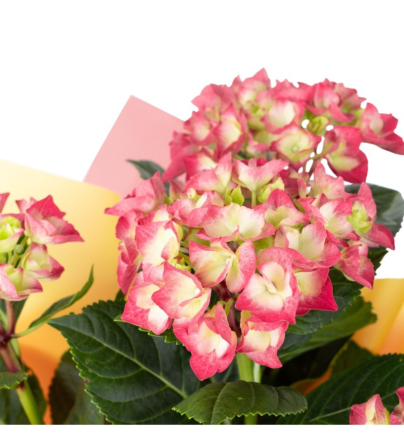 Hydrangea Ortanca Raspberry