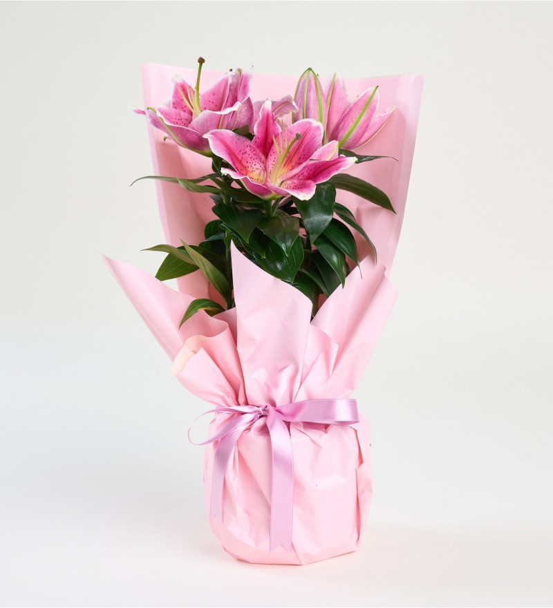 Buket Kağıtlı Saksıda Pembe Lilyum