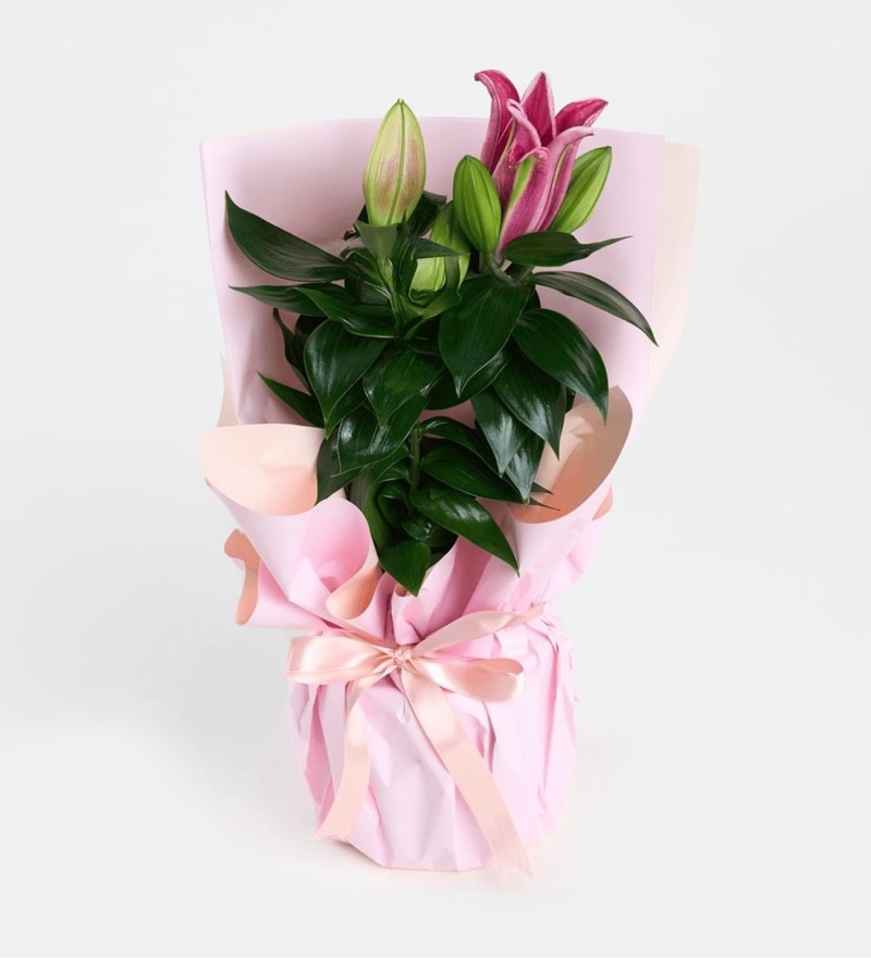 Buket Kağıtlı Saksıda Pembe Lilyum