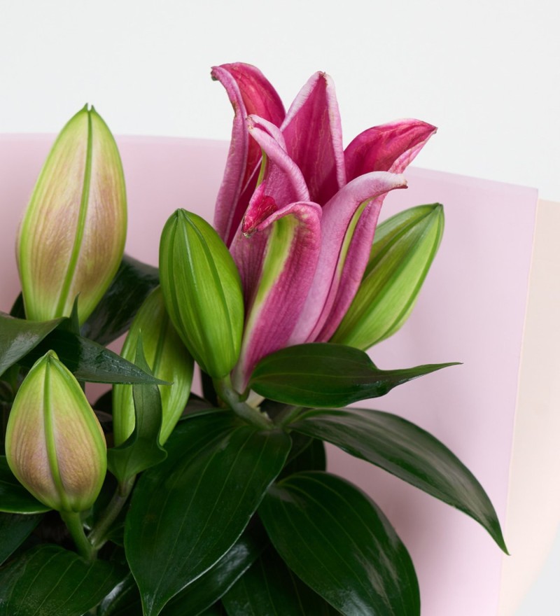 Buket Kağıtlı Saksıda Pembe Lilyum