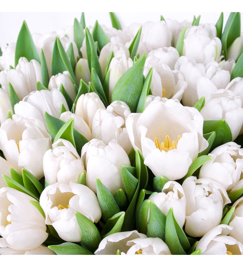 Lale Buketi 101'li White Dream