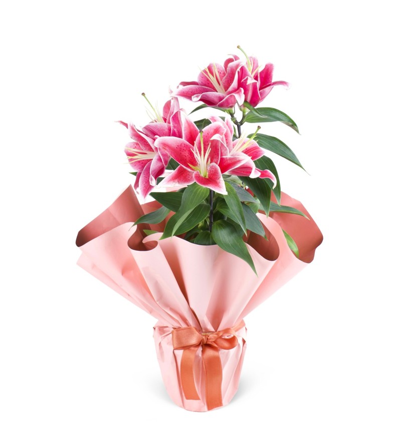 Saksıda Pembe Lilyum