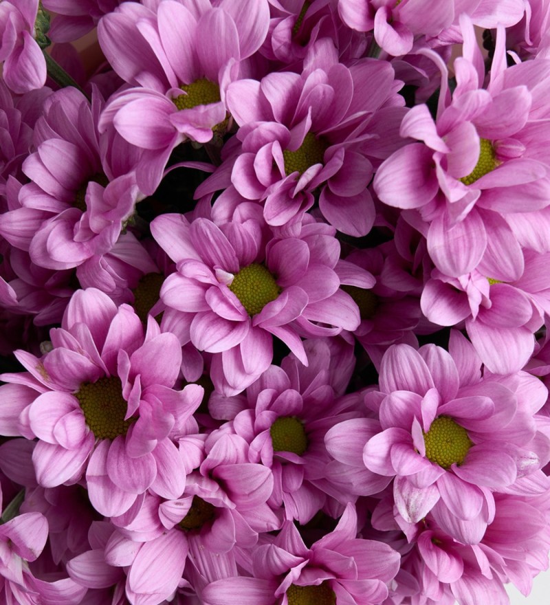 Pembe Papatya Buketi