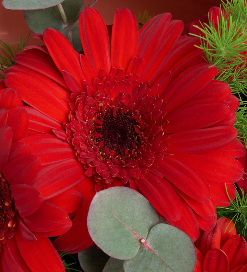 Gerbera Buketi Gerbera Rüyası
