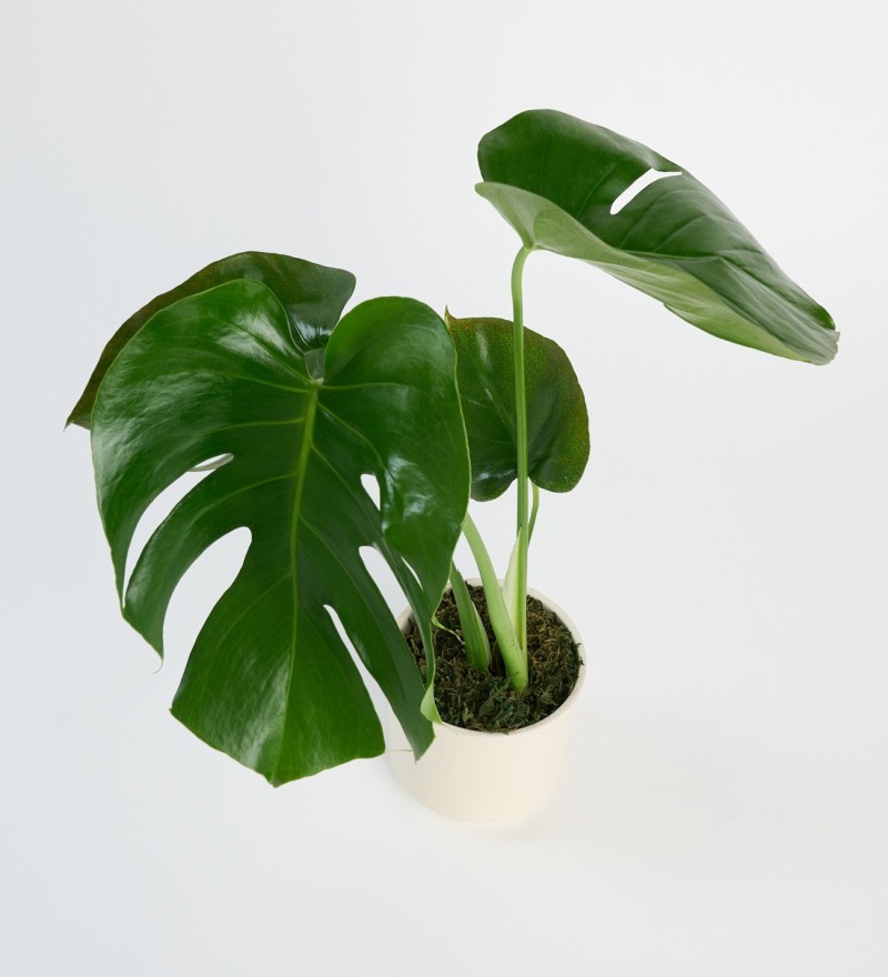 Monstera