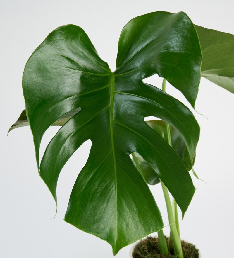 Monstera