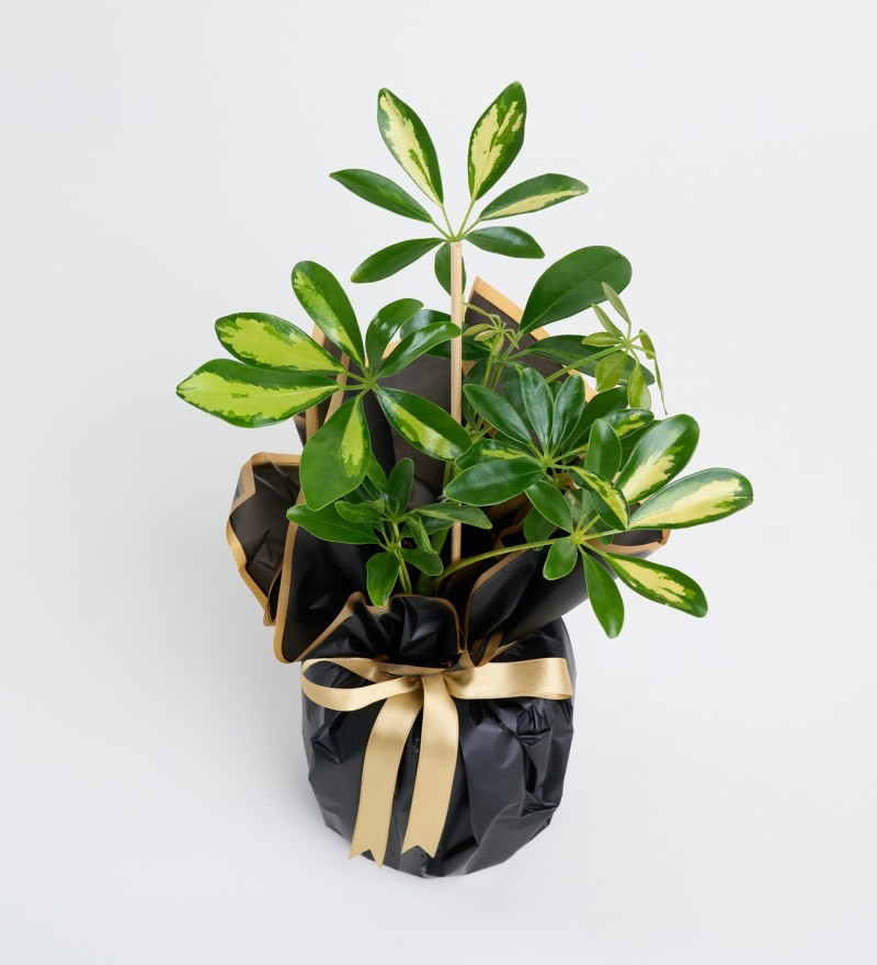Schefflera Tekli