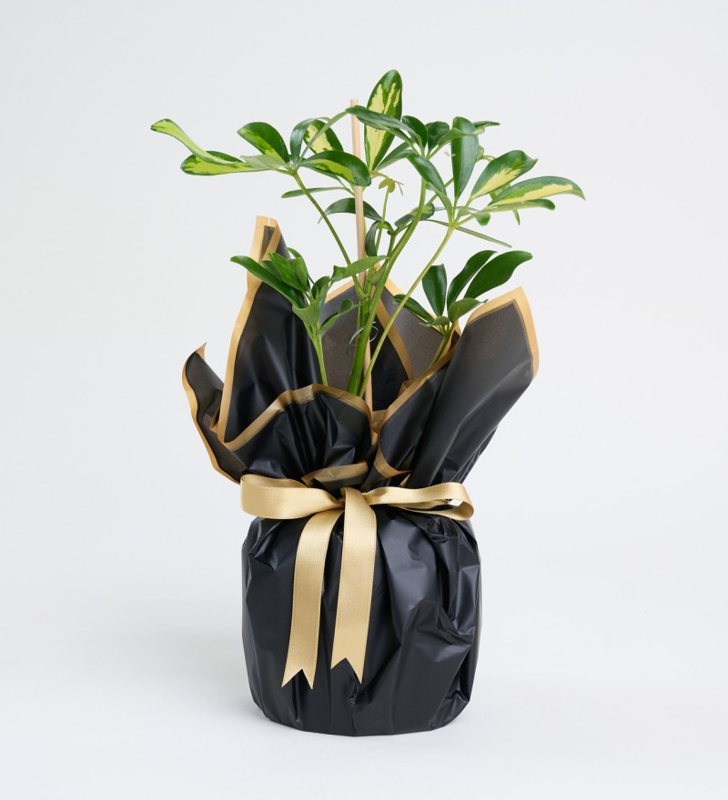 Schefflera Tekli
