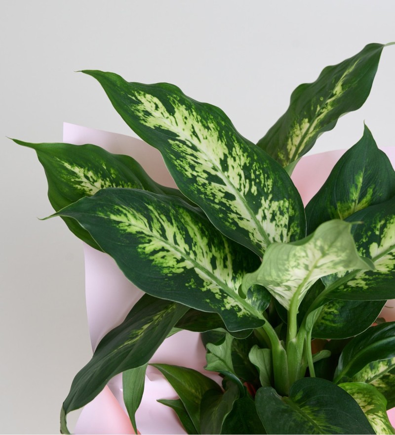 Saksıda Dieffenbachia Çiçeği