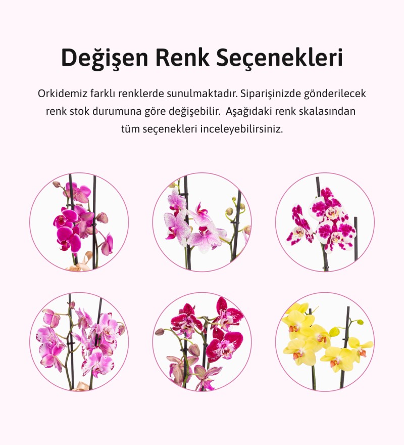Sürpriz Renk Çift Dal Orkide